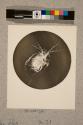 Water Flea, 21X