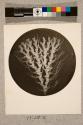 Seaweed Parasite, Bicellaria ciliata X.20