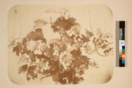 [Flower study]