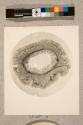 Tentacle of Sea Anemone, transverse section, 30X