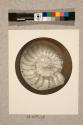 Foraminifera, 27X