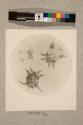 Itch or Mauge Insect of Horse, 42X