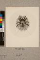 Stone Mite: nymph, 60X