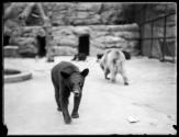 [Bears in the Zoo]