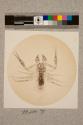 Lobster insect, female, 17X