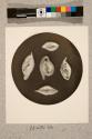 Foraminifera, 27X
