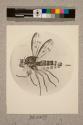 Grass Fly, female, 9X