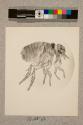 Flea of Rabbit, female, Pulex lepus, 27X