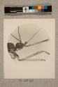 Gnat, female, 20X