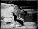 [Sea Lions]
