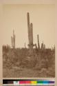 Cereus Giganteus