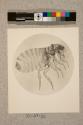 Flea of Cat, female, Pulex felis, 19X