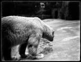 [Bears in the Zoo]