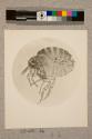Burrowing Flea of Fowl, female, 31X