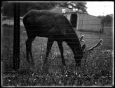[Elks in the Zoo]