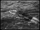 [Elaine Golding, Swimmer]