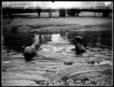 [Sea Lions]