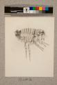 Flea of Man, male, 19X