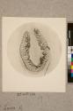 Pro-leg of Larva of Goat Moth, 24X