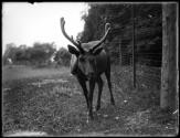 [Elks in the Zoo]