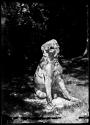Statue Of Dog Blickling
