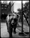 [Bears in the Zoo]