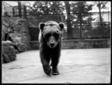 [Bears in the Zoo]