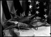 American Corn grown at Golden Green 1902 (Flag background)