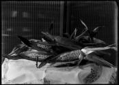 American corn grown at Golden Green 1902