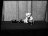 [Teddy Bear Ad Design]