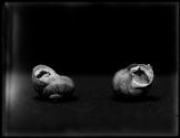 [Snails]