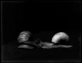 [Snails]