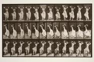 Dancing (nautch)