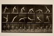Head-spring, a flying pigeon interfering