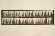 Two models, 16 chasing 4 with a broom