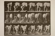 Shoeing a horse