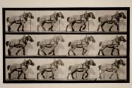 Hauling, dark-gray Belgian horse, Dusel