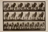 Hauling; dark-gray Belgian horse, Dusel