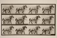 Hauling; dark-gray Belgian horse, Billy
