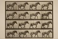 Hauling; dark-gray Belgian horse, Hansel
