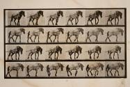 Hauling; dark-gray Belgian horse, Hansel