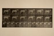 Hauling; light-gray mare, Johnson
