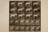 Hauling; head being pulled; light-gray mare, Johnson
