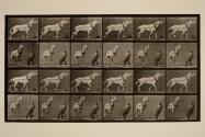 Hauling; man pulling at head; light-gray mare, Johnson