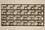 Walking; free; dark-gray Belgian horse, Hansel