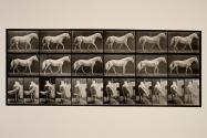 Walking; free; light-gray horse, Eagle