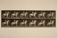 Walking; saddle; irregular; white horse, Clinton