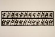 Walking; bareback; dark-gray Belgian horse, Dusel