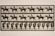Walking; saddle; thoroughbred bay mare, Annie G.