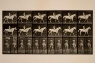 Walking; bareback; rider, 43, nude; light-gray horse, Smith